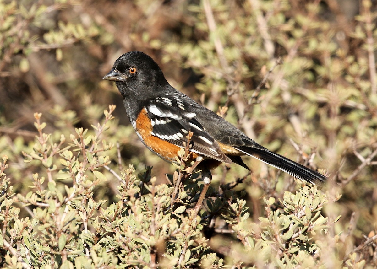 Spotted Towhee - ML387059301