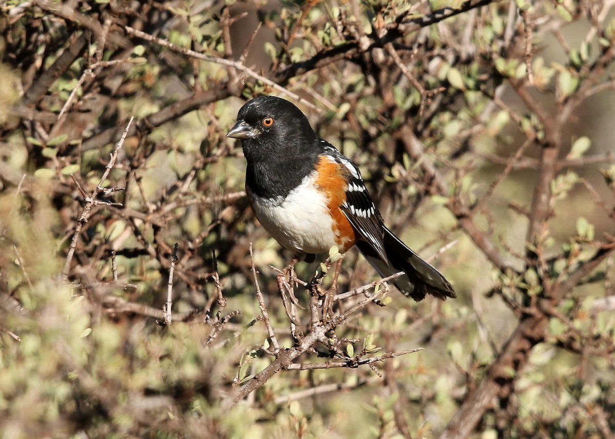 Spotted Towhee - ML387059311