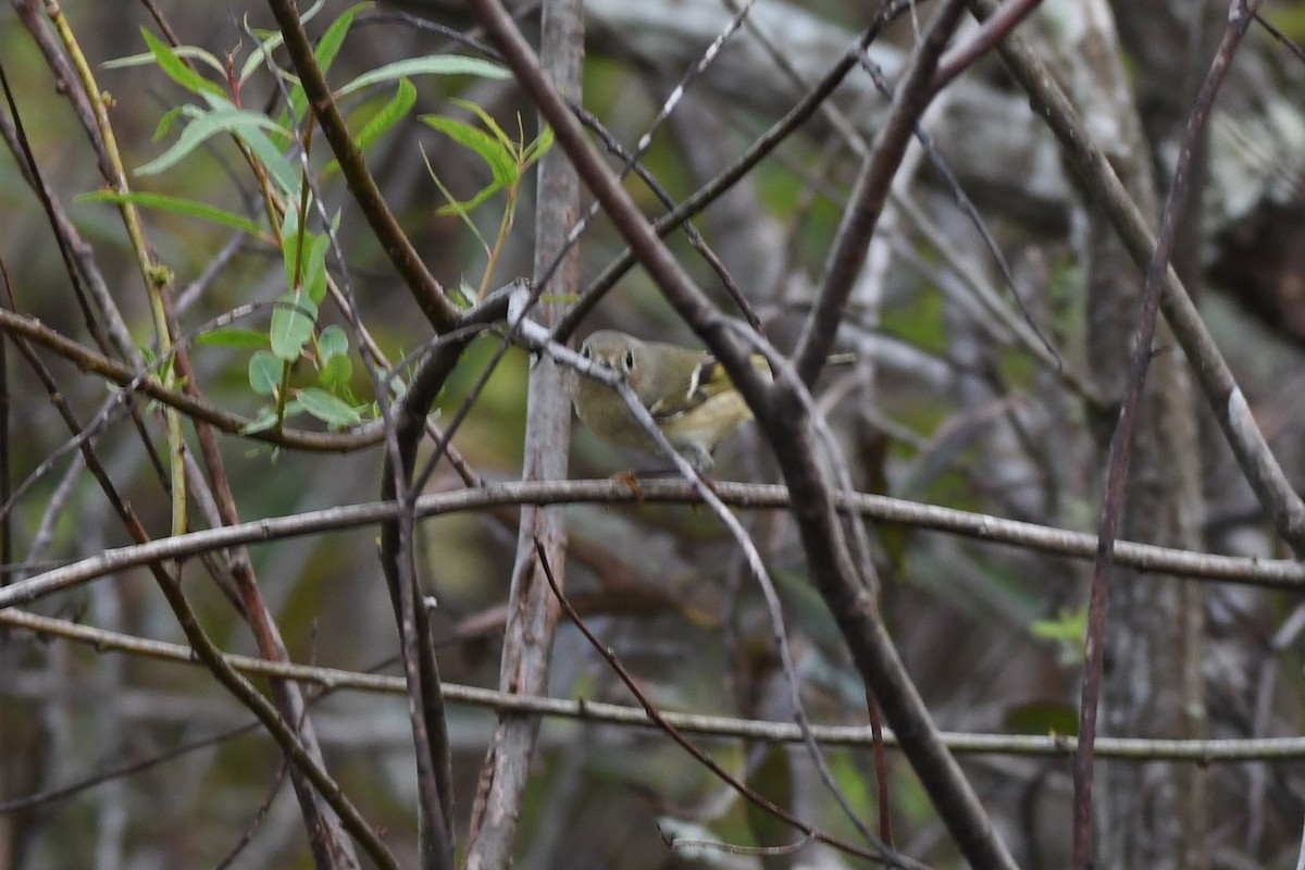 Ruby-crowned Kinglet - Clay Bliznick