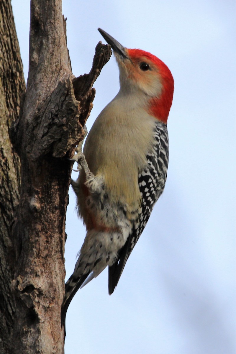Red-bellied Woodpecker - ML387062271