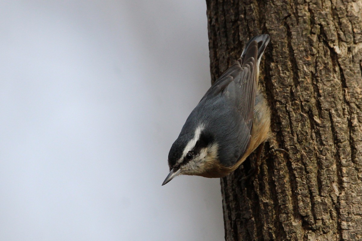 Red-breasted Nuthatch - ML387063021