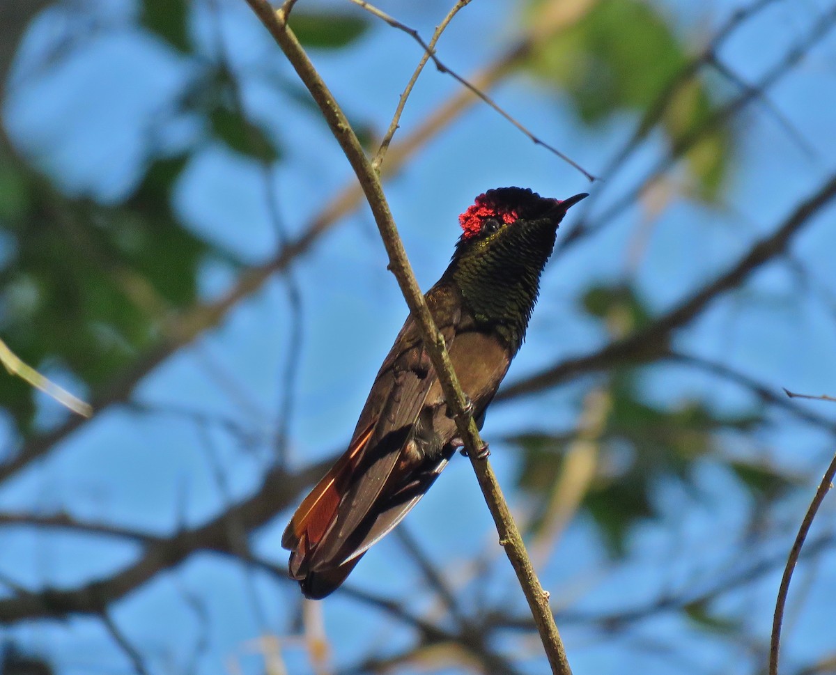 Ruby-topaz Hummingbird - João Menezes