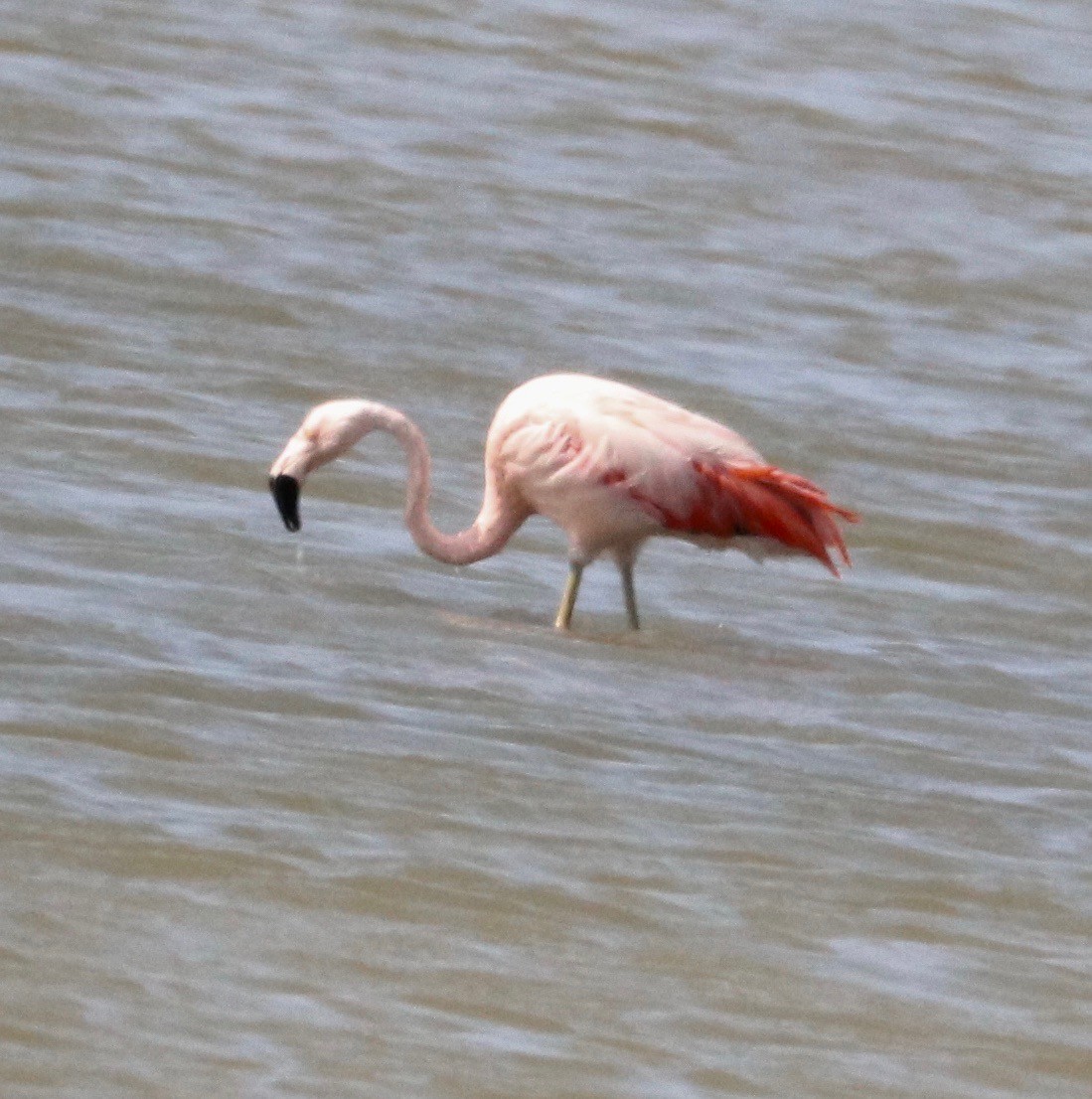 Şili Flamingosu - ML387067951