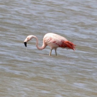 Chilean Flamingo, ML387067951