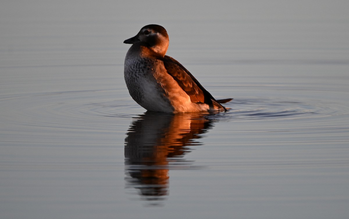 Long-tailed Duck - ML387067961