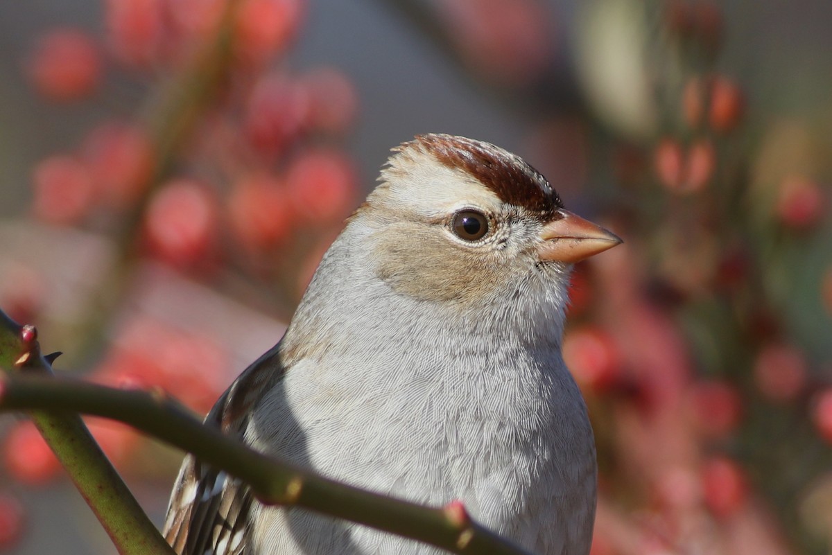 White-crowned Sparrow (Dark-lored) - Dan Burton