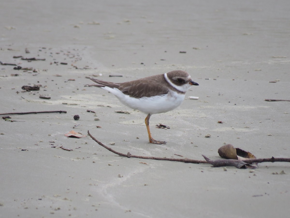 Semipalmated Plover - ML387070021