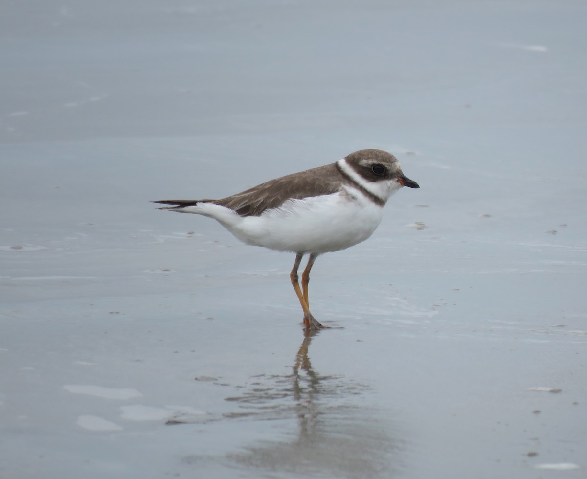 Semipalmated Plover - ML387070041