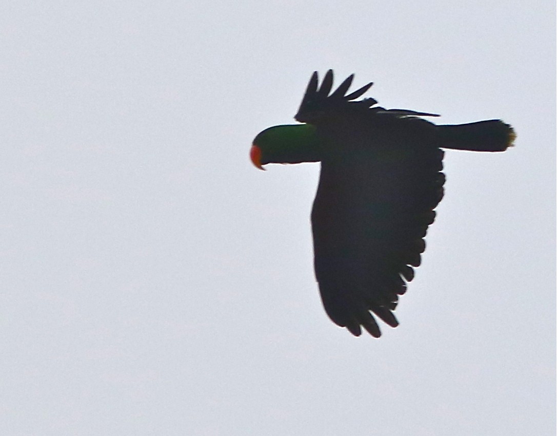 Papuan Eclectus - Don Roberson