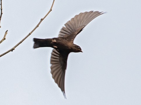 Forest Swallow - Dubi Shapiro