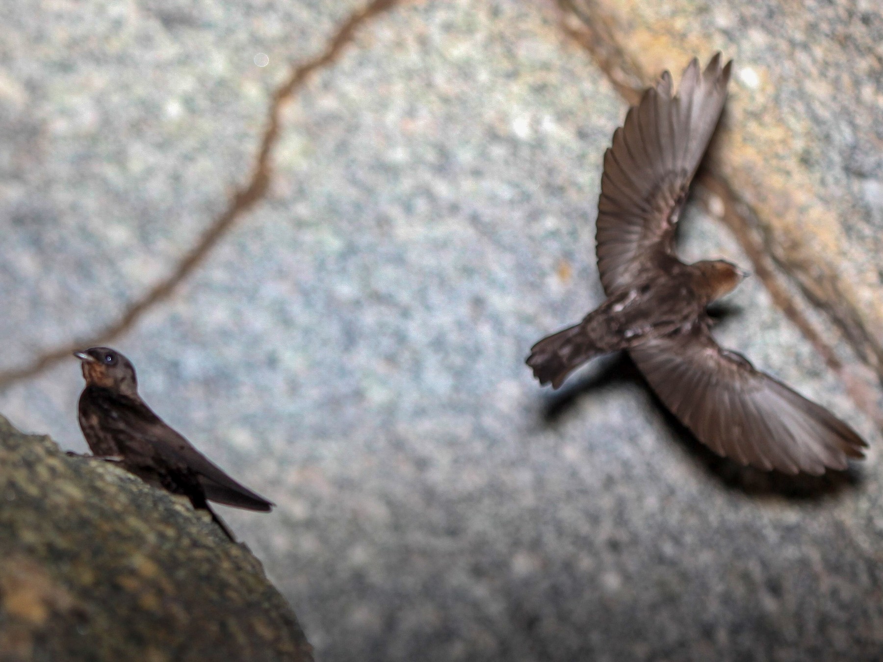 Forest Swallow - Pam Rasmussen