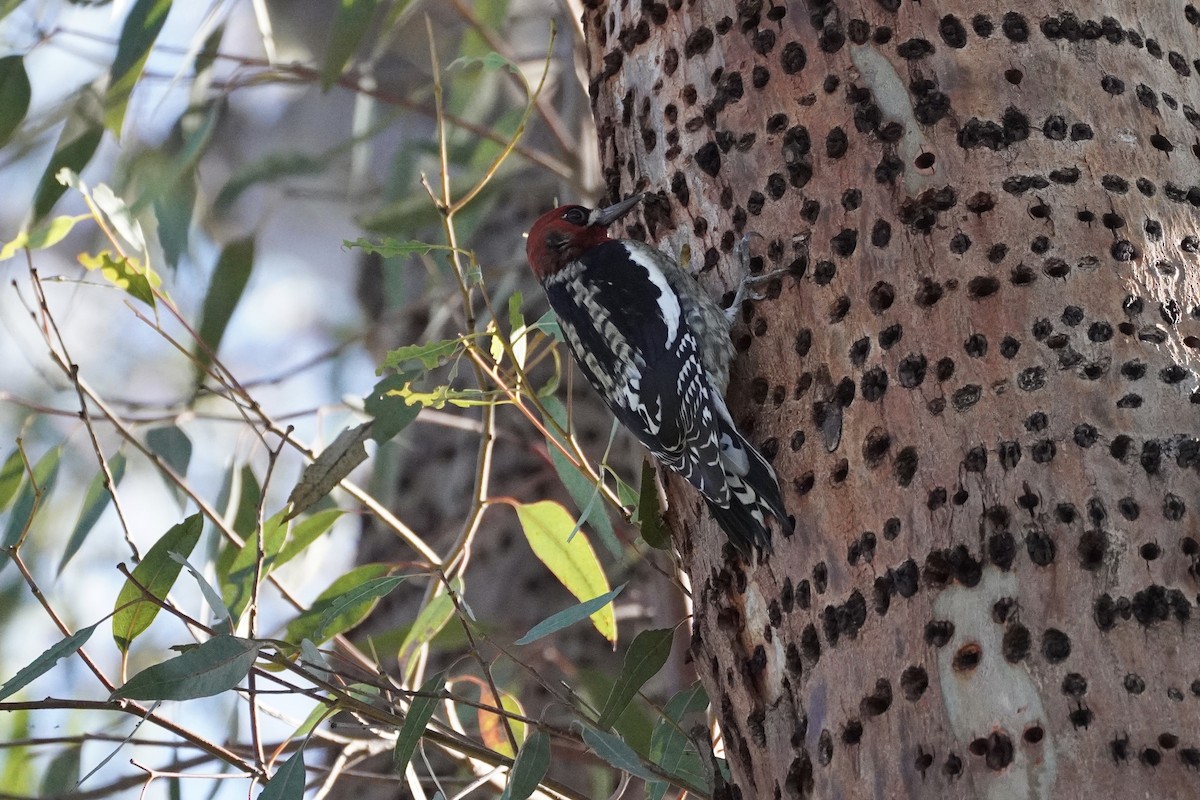 Red-breasted Sapsucker - ML387073481