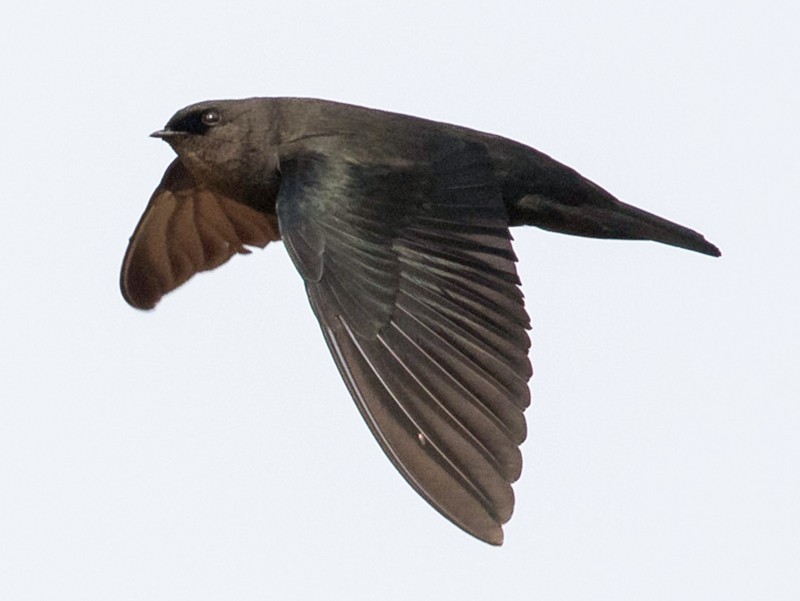 Square-tailed Sawwing - Miguel Angel Fuentes Rosúa