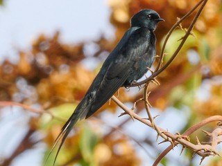 ミドリクロツバメ - eBird