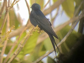 ミドリクロツバメ - eBird