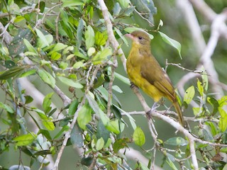  - Golden Greenbul