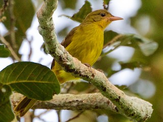  - Golden Greenbul