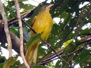  - Golden Greenbul