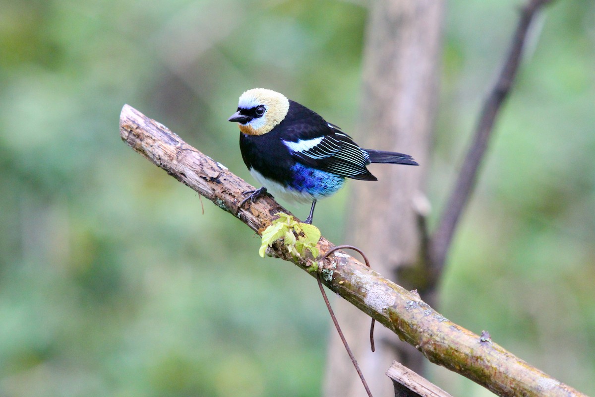 Golden-hooded Tanager - Reed Wester-Ebbinghaus