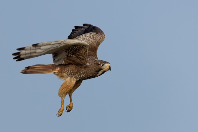 white eyed buzzard