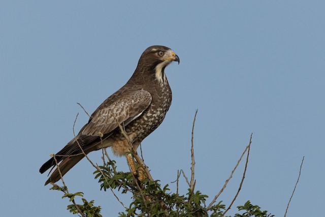 white eyed buzzard