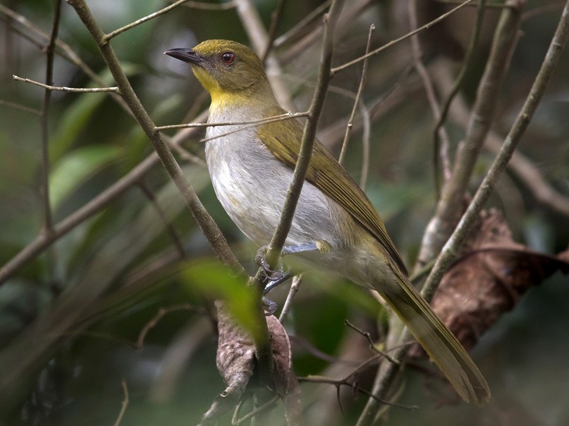 Yellow-necked Greenbul - Lars Petersson