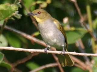 Yellow-necked Greenbul - eBird