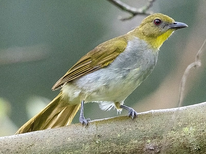 Yellow-necked Greenbul - Niall D Perrins
