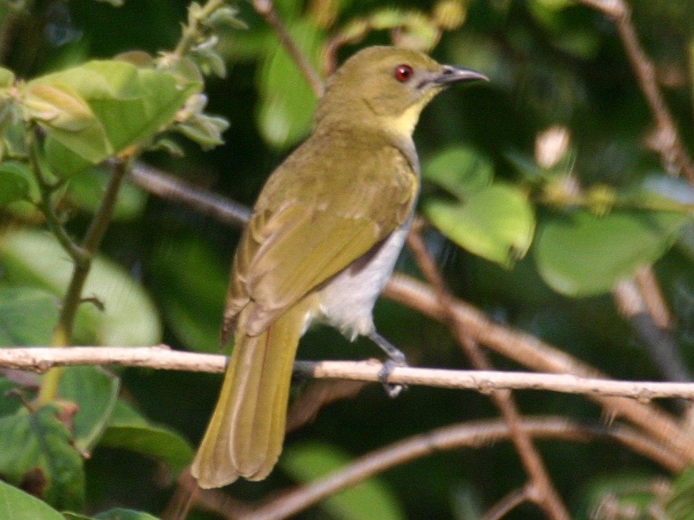 Yellow-necked Greenbul - eBird