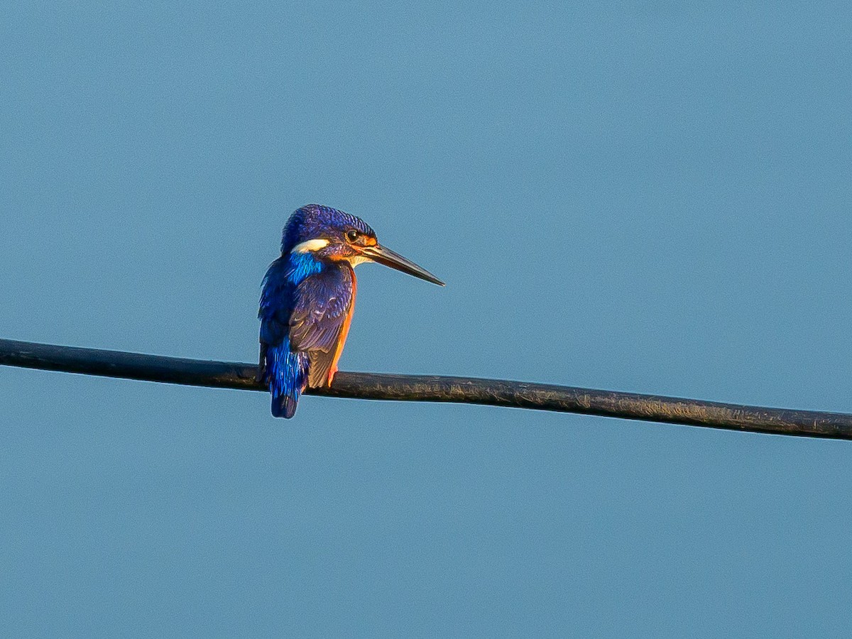 Blue-eared Kingfisher - ML387089281
