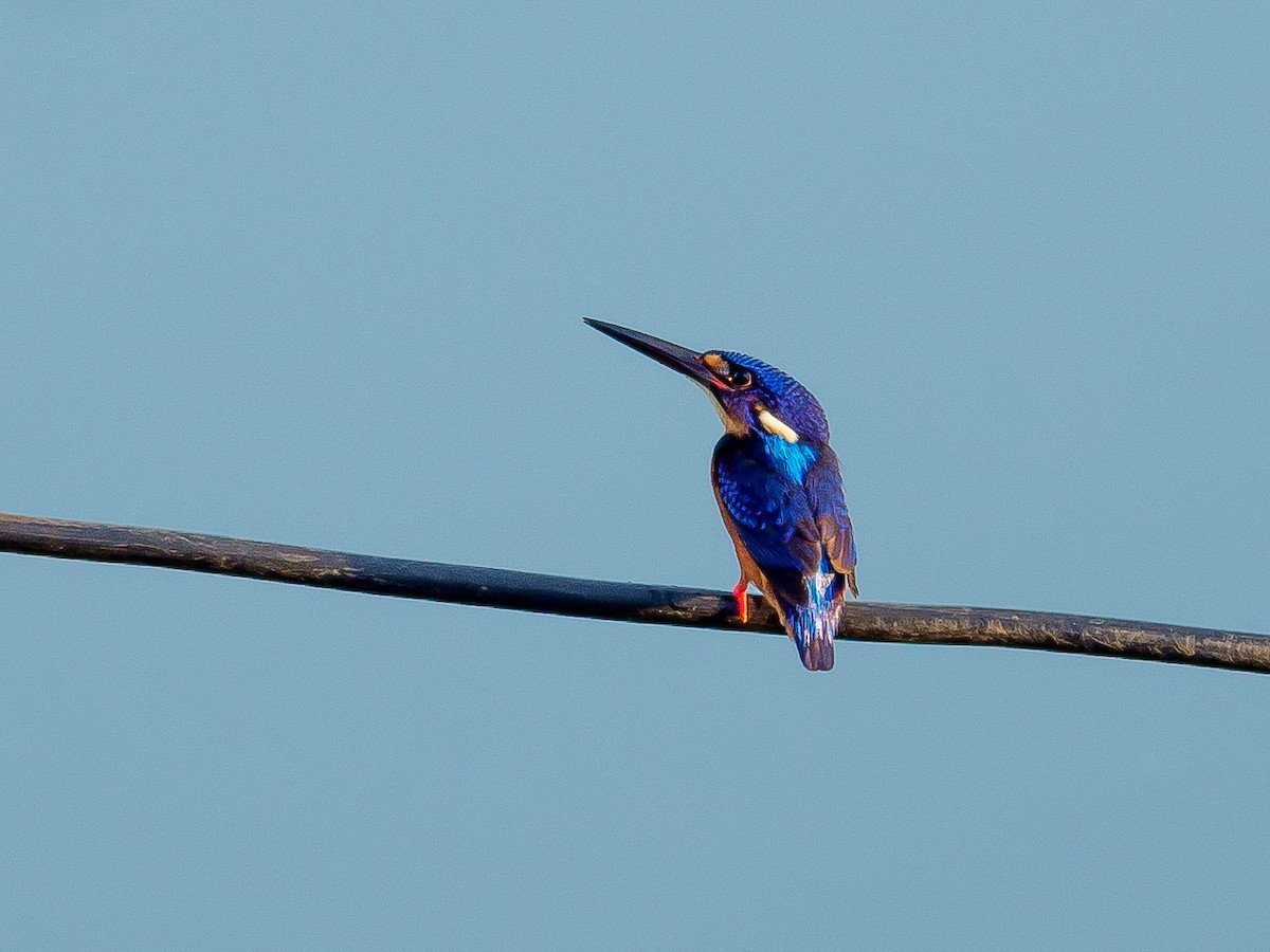 Blue-eared Kingfisher - ML387089341