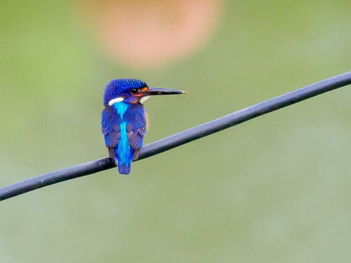 Blue-eared Kingfisher - ML387089731