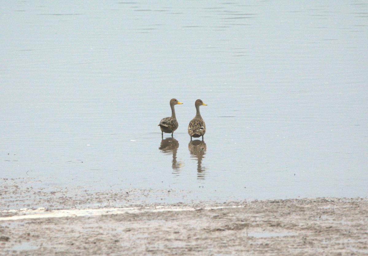 Yellow-billed Pintail - ML387090131