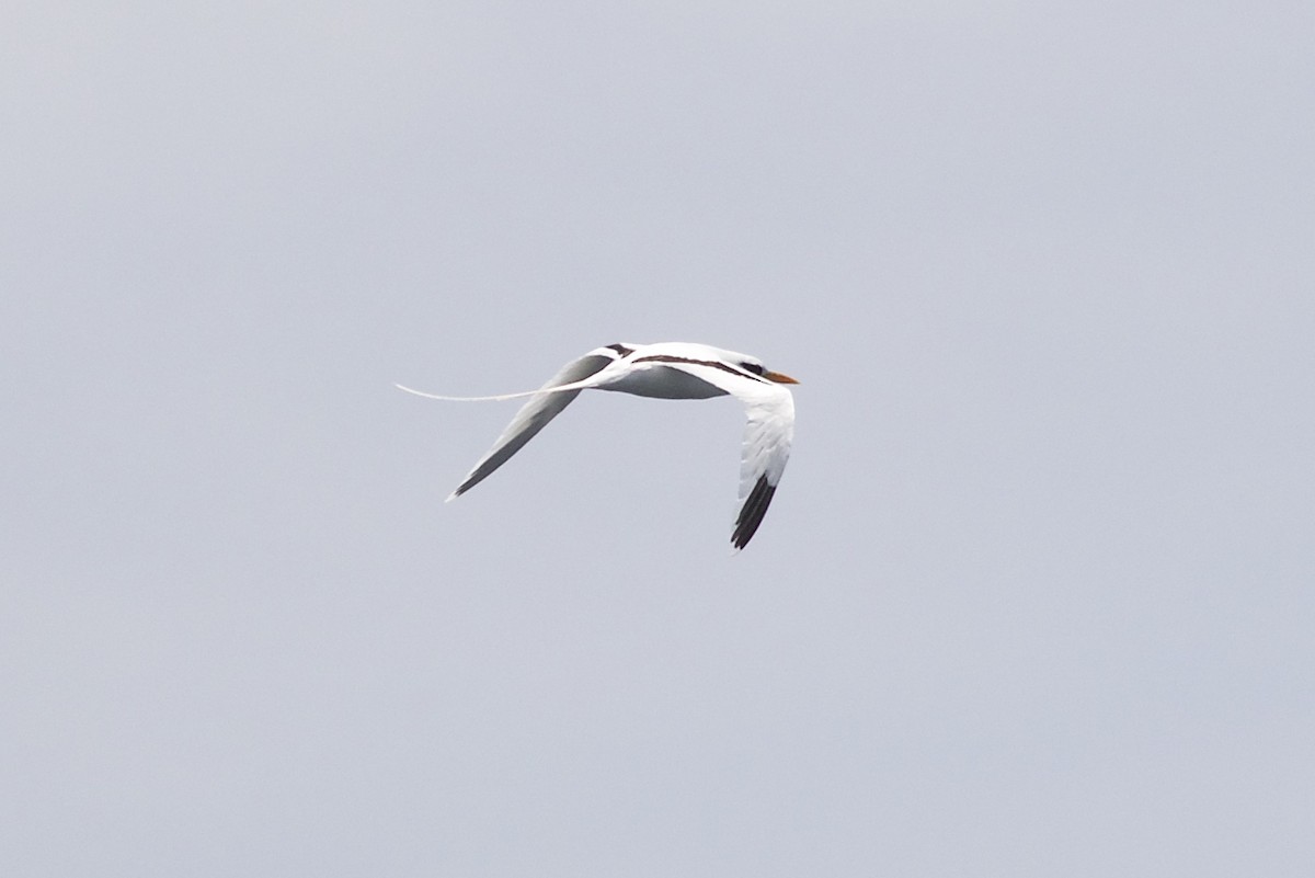 White-tailed Tropicbird (Atlantic) - Michael Force