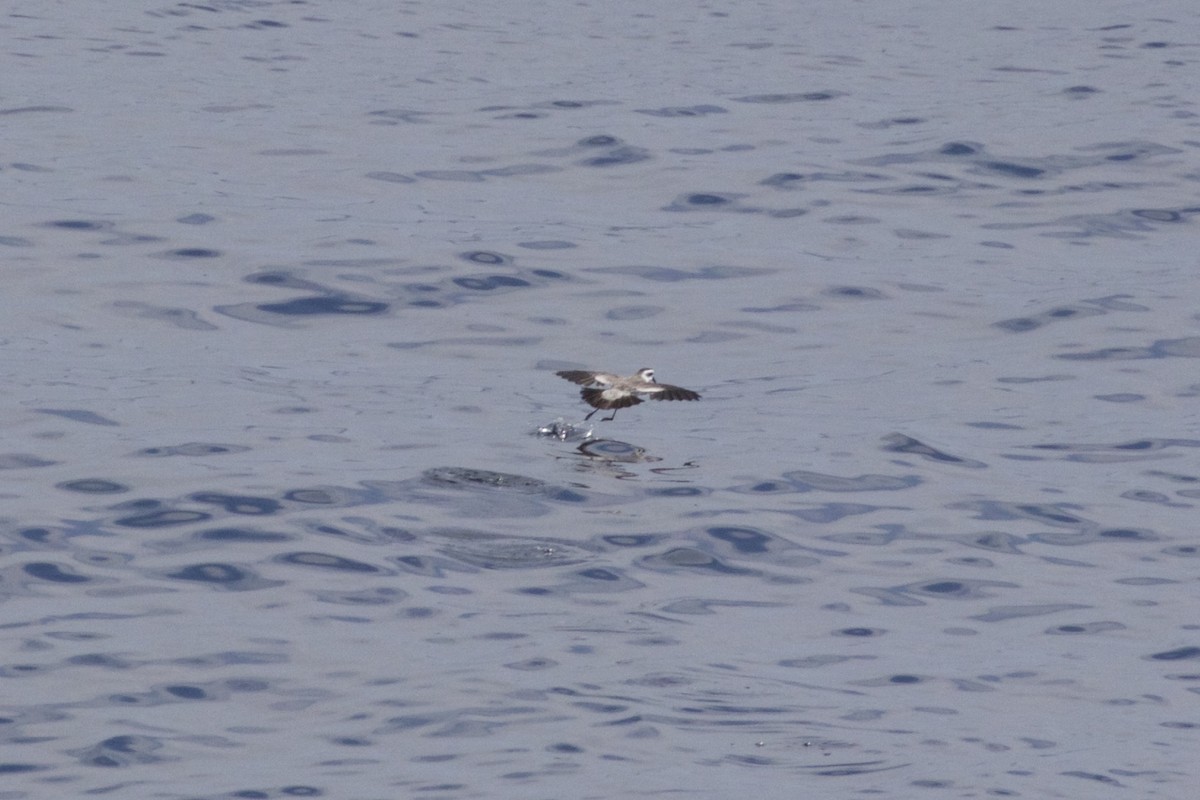 White-faced Storm-Petrel - ML387093141
