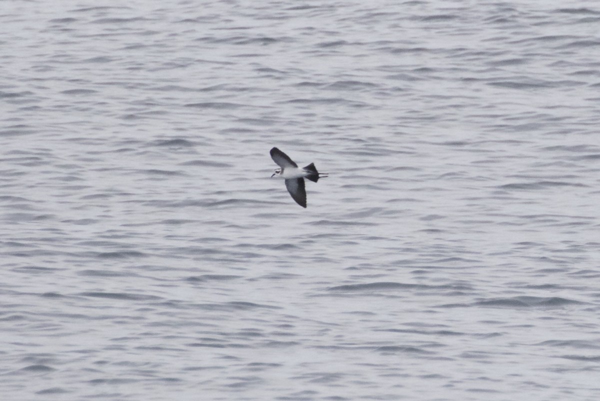 White-faced Storm-Petrel - Michael Force