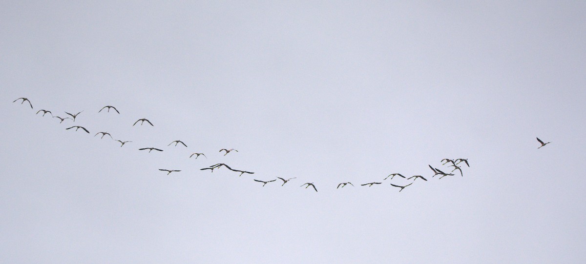 Chilean Flamingo - ML387093231