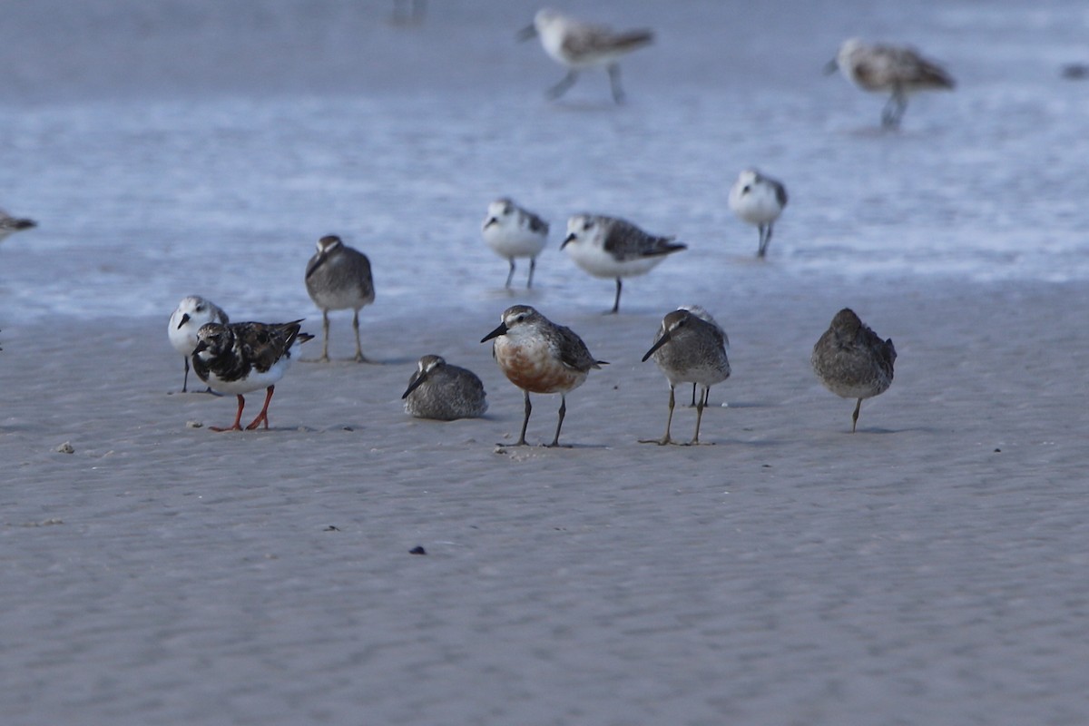 Red Knot - ML38709861