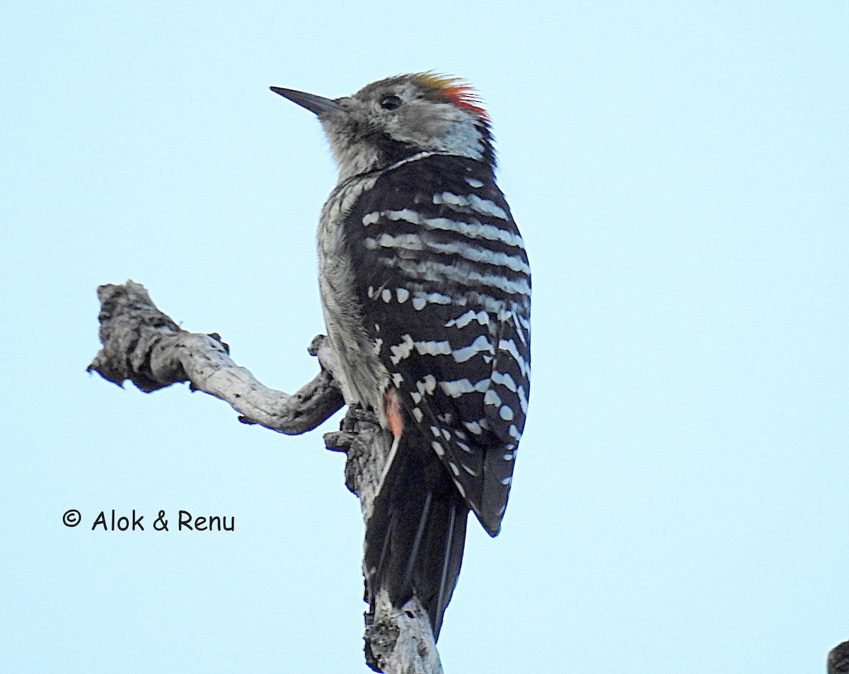 Brown-fronted Woodpecker - ML387109291