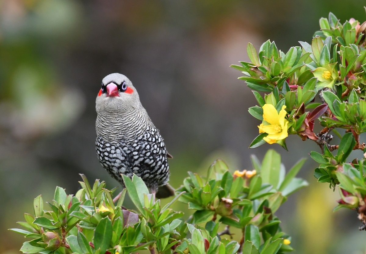 Red-eared Firetail - ML387113311