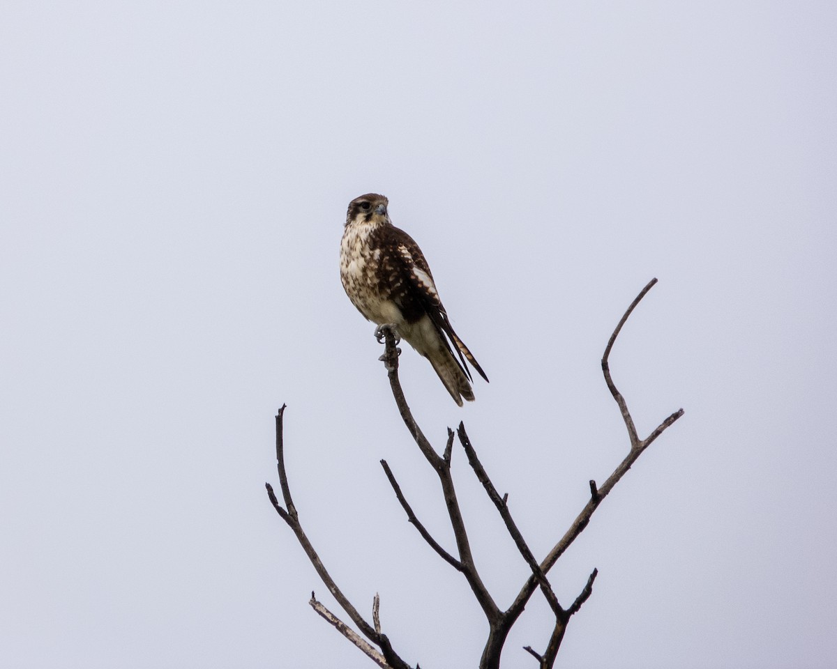 Brown Falcon - Thomas Nataprawira