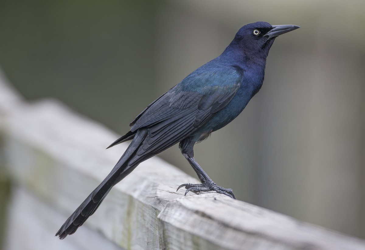 Boat-tailed Grackle - ML38711921