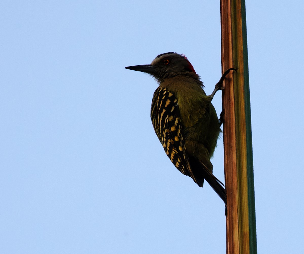 Hispaniolan Woodpecker - ML387119781