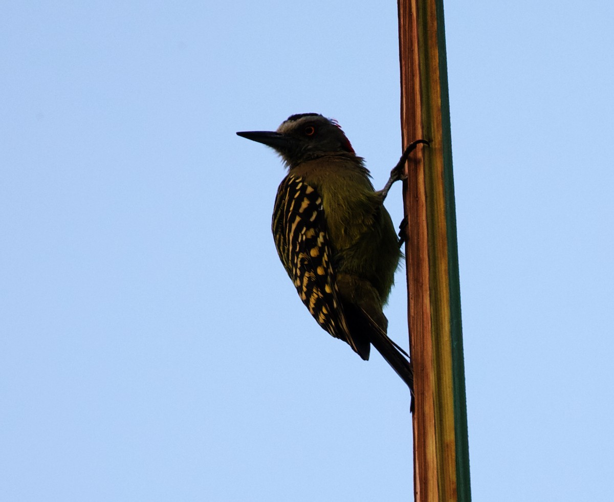 Hispaniolan Woodpecker - ML387119791