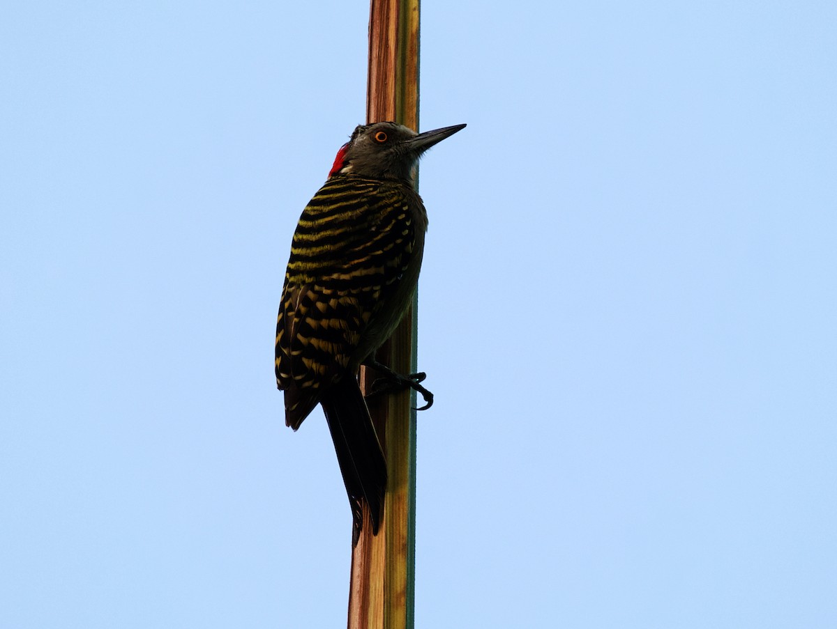 Hispaniolan Woodpecker - ML387119801