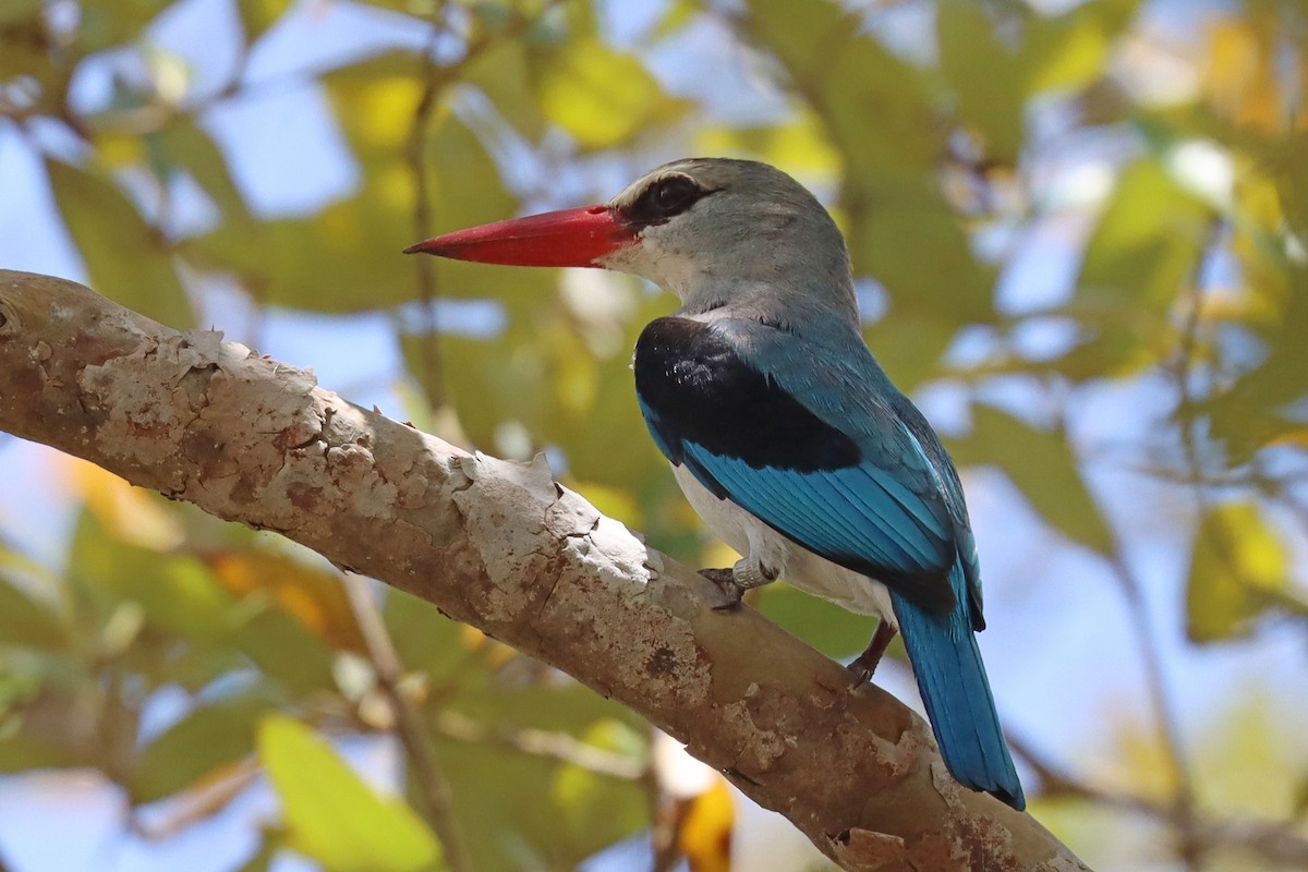 Mangrove Kingfisher - Oliver Fowler