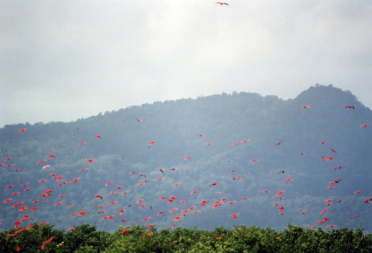 Scarlet Ibis - Greg Plowman