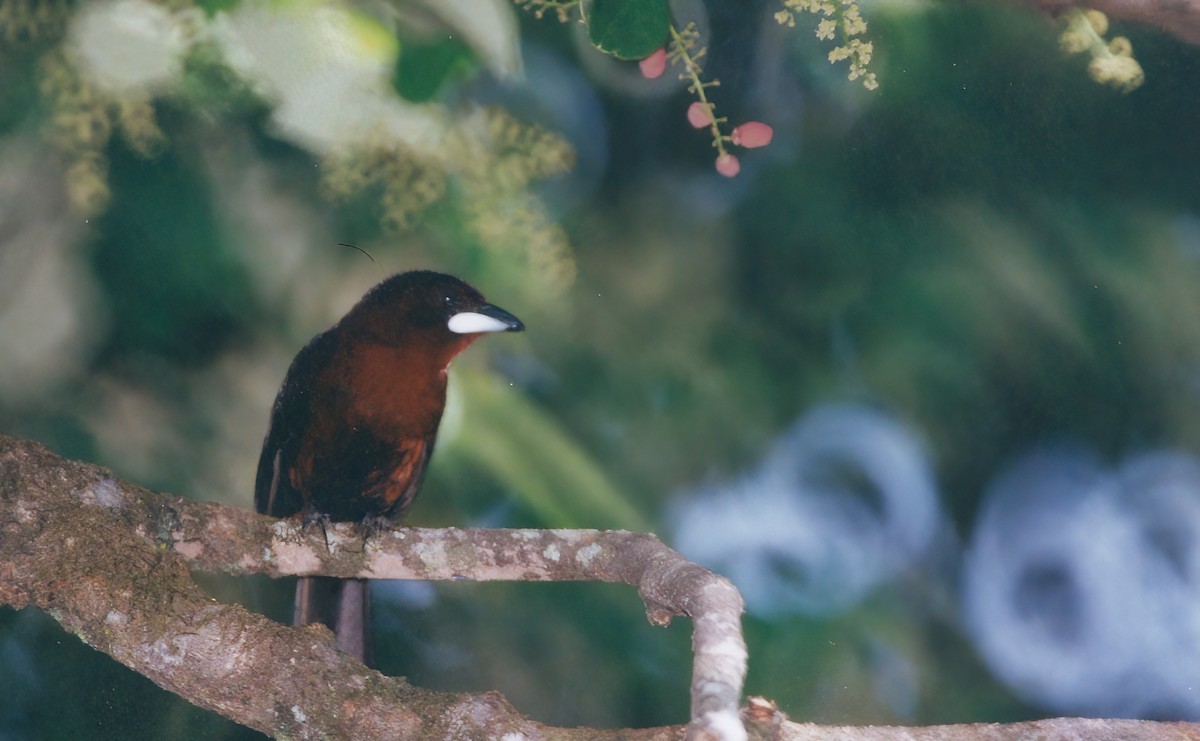 Silver-beaked Tanager - ML387121571