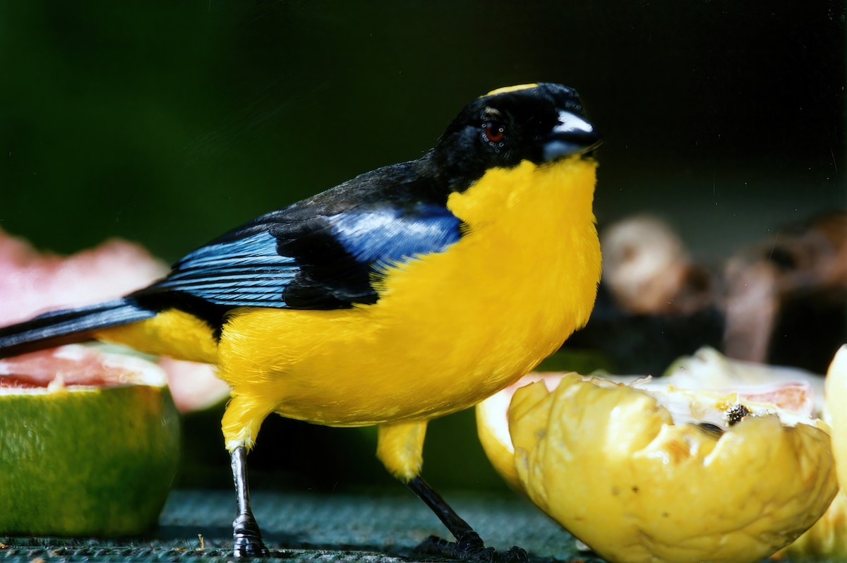 Blue-winged Mountain Tanager - ML387121641