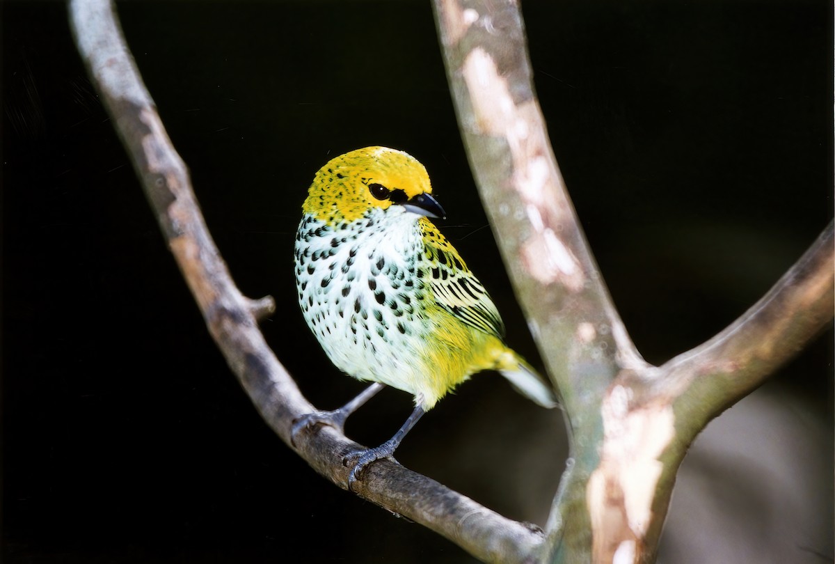 Speckled Tanager - ML387121741